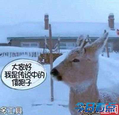 萌过羊驼的傻狍子 受惊后变白屁股