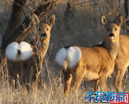 萌过羊驼的傻狍子 受惊后变白屁股