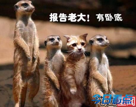 美高官谎称是FBI卧底 每周翘班1天坚持20年