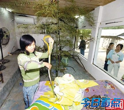 摄影师家中搭建蛇屋 最多时有300多条