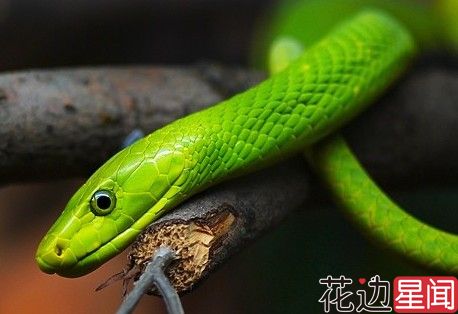 摄影师家中搭建蛇屋 最多时有300多条