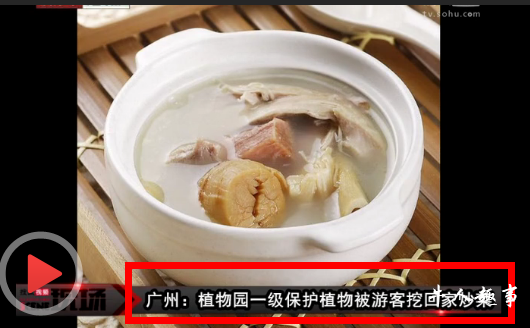 一级保护植物被游客挖回家煲汤 顺手牵羊破坏风景