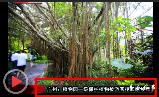 一级保护植物被游客挖回家煲汤 顺手牵羊破坏风景