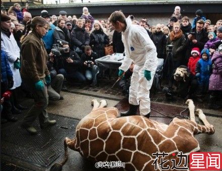 丹麦动物园电死长颈鹿喂老虎