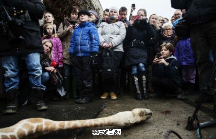 丹麦动物园电死长颈鹿喂老虎
