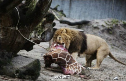 丹麦动物园电死长颈鹿喂老虎