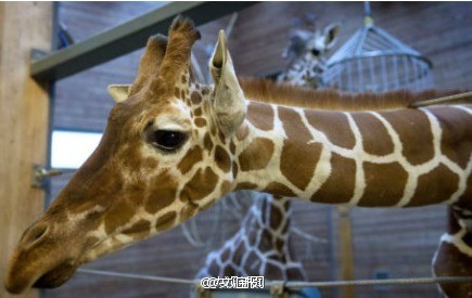 丹麦动物园电死长颈鹿喂老虎