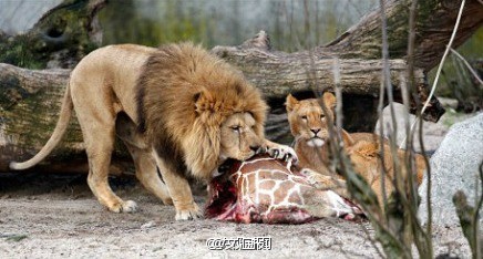 丹麦动物园电死长颈鹿喂老虎