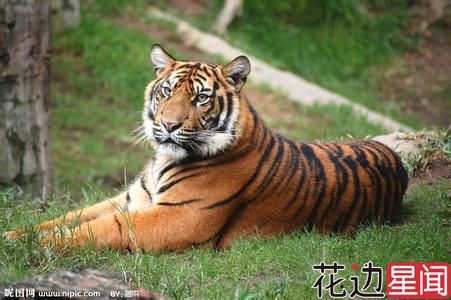 男子跳进虎园吓老虎 60岁母亲无奈：他脑壳不好