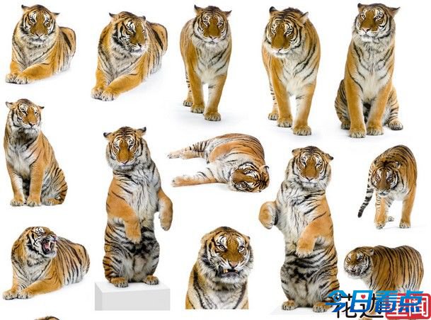 男子跳进虎园吓老虎 60岁母亲无奈：他脑壳不好