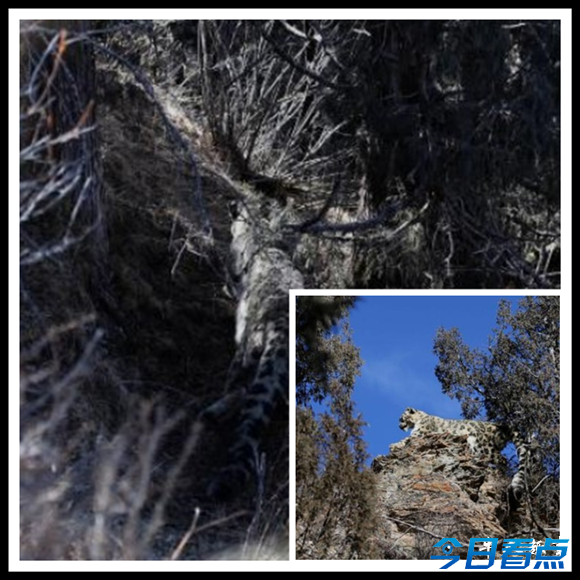 三江源腹地现雪豹 千里跟拍近距离照片曝光