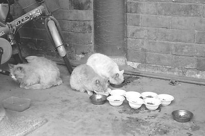 有了“猫保安”故宫无鼠患