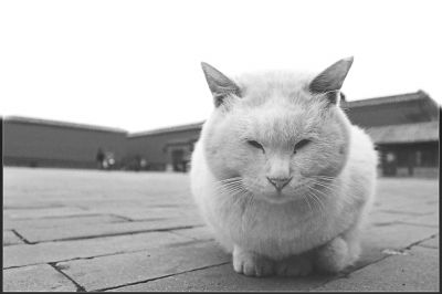 有了“猫保安”故宫无鼠患