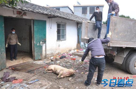 广东查获近8000斤病死肉 拘2人
