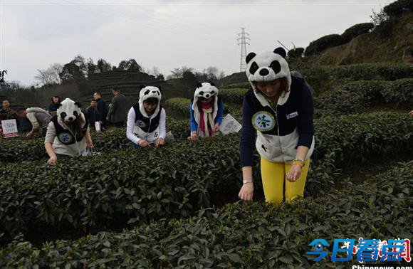 熊猫粪便培育天价熊猫茶 稀品良茶每斤售价近22万元人民币