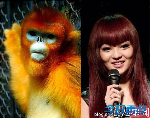 与动物撞发型的20大明星 范冰冰刘亦菲等上榜
