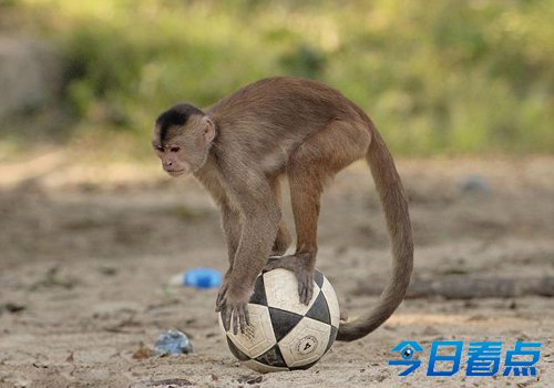 厄瓜多尔猴子大盗