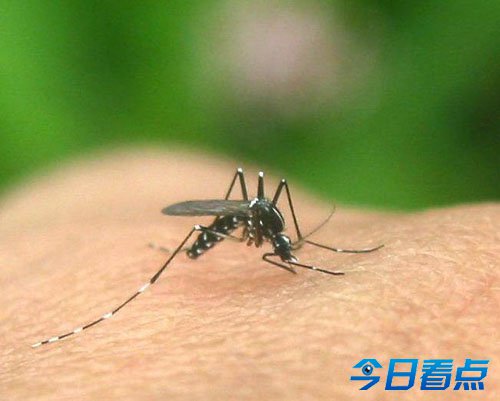 南非吸脂蚊子
