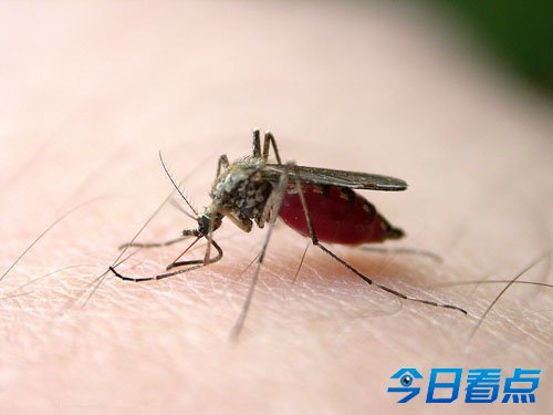 南非吸脂蚊子