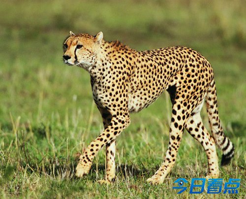 男子与猎豹相互亲吻打招呼