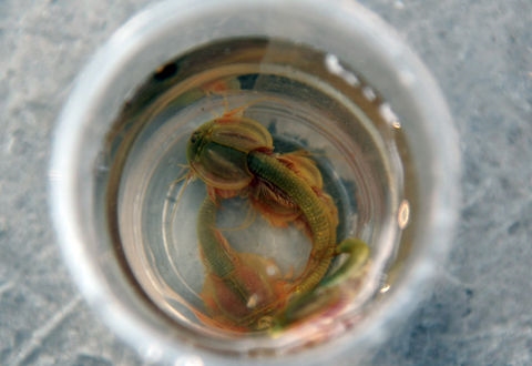 四川半虾半鱼生物