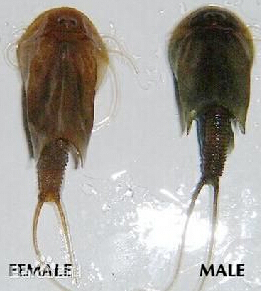 四川半虾半鱼生物
