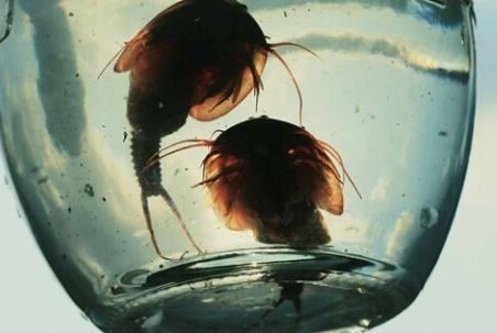 四川半虾半鱼生物实为三眼恐龙虾
