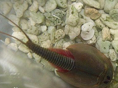 四川半虾半鱼生物