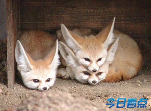 狐狸排队取钱照片爆红