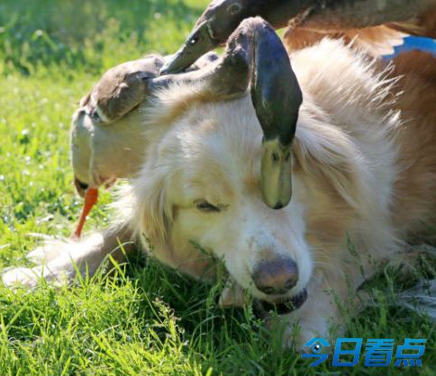 鸭子恋上宠物狗