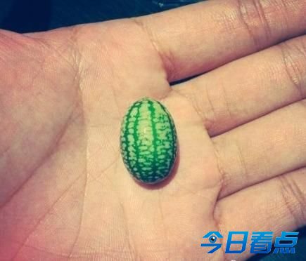 世界上最小西瓜被赞萌死人