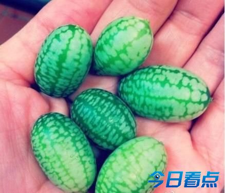 世界上最小西瓜被赞萌死人