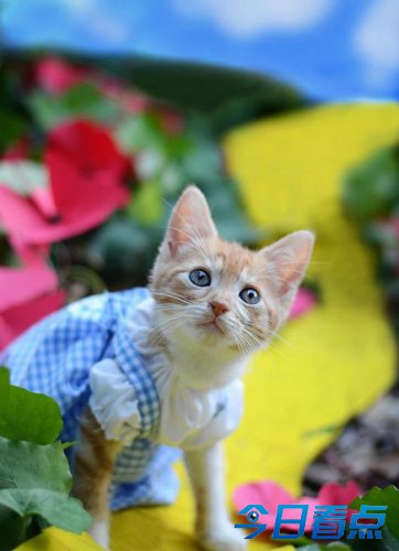 美摄影师装扮流浪猫