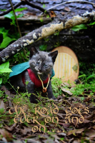 美摄影师装扮流浪猫拍电影剧照