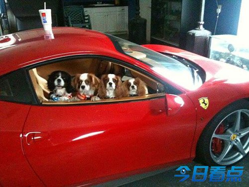 美富翁或将数亿遗产留给宠物狗