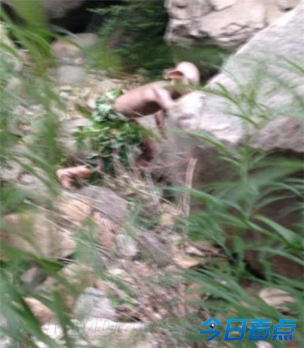 网曝北京怀柔惊现怪兽照
