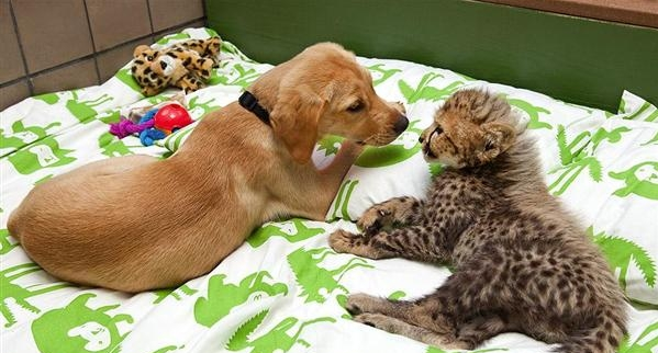小猎豹与狗成好友