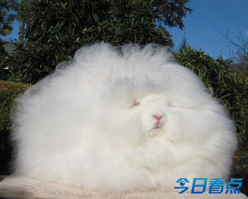 美兔子毛长26厘米酷似巨型毛球