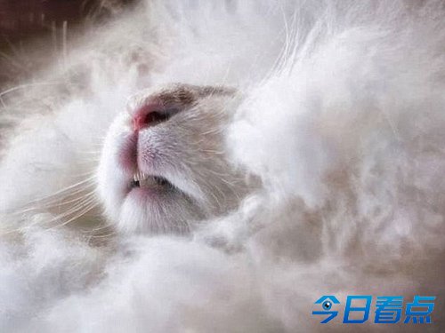 美兔子毛长26厘米