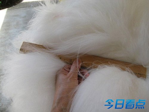 美兔子毛长26厘米