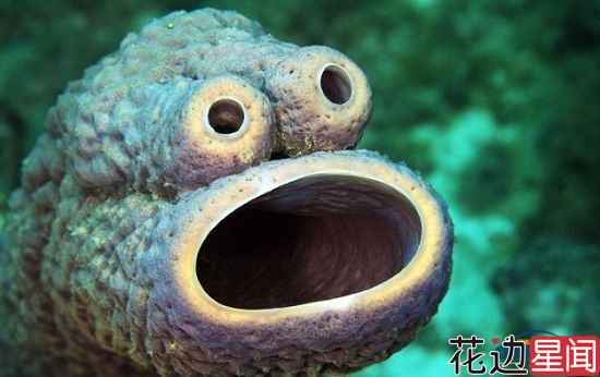 十大超怪异的海洋生物 惊现卡通怪物