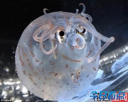 十大超怪异的海洋生物 惊现卡通怪物