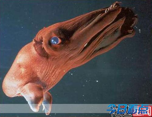 十大超怪异的海洋生物 惊现卡通怪物