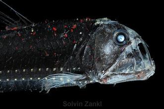 十大超怪异的海洋生物 惊现卡通怪物