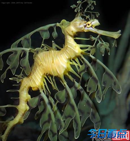 十大超怪异的海洋生物 惊现卡通怪物