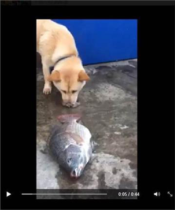 狗狗用鼻子撩水救鱼