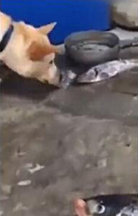狗狗用鼻子撩水救鱼